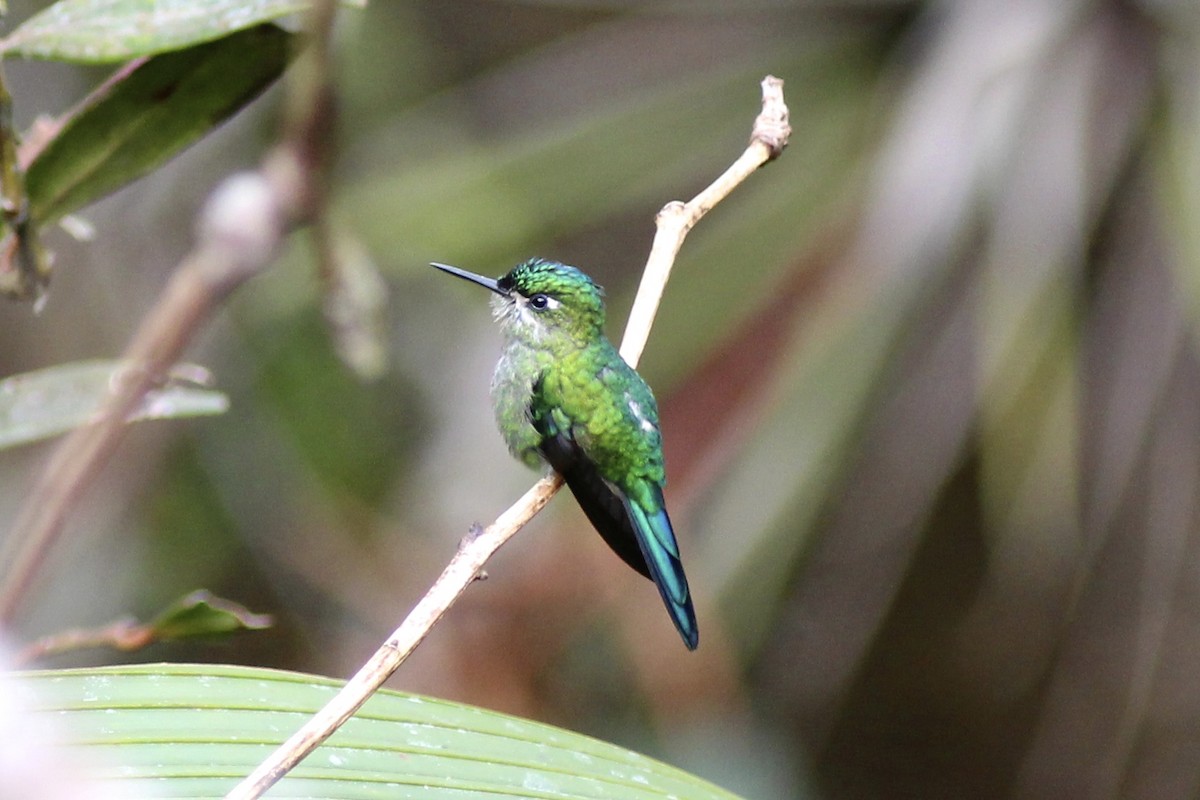 Long-tailed Sylph - ML24097831
