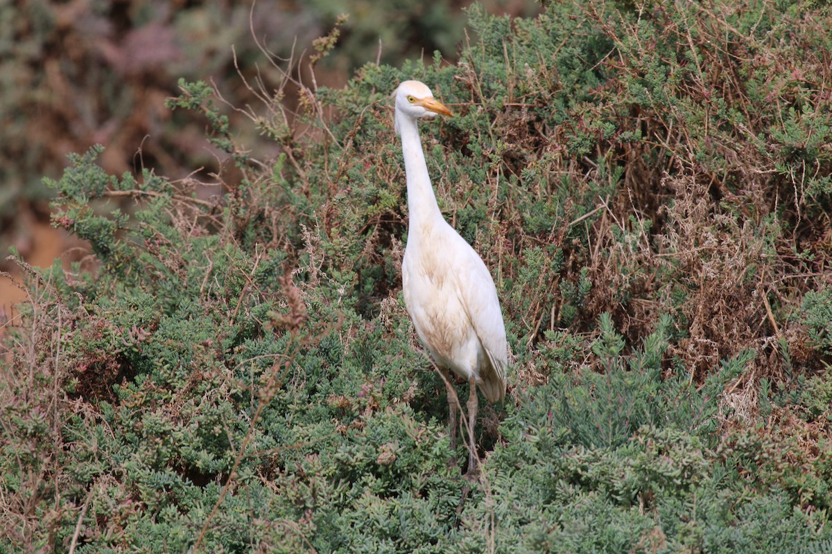 Western Cattle Egret - david lawrence