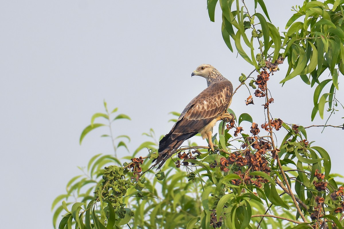 Oriental Honey-buzzard - Rahul Chakraborty
