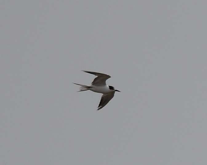 Common Tern - Nawal Ahuja