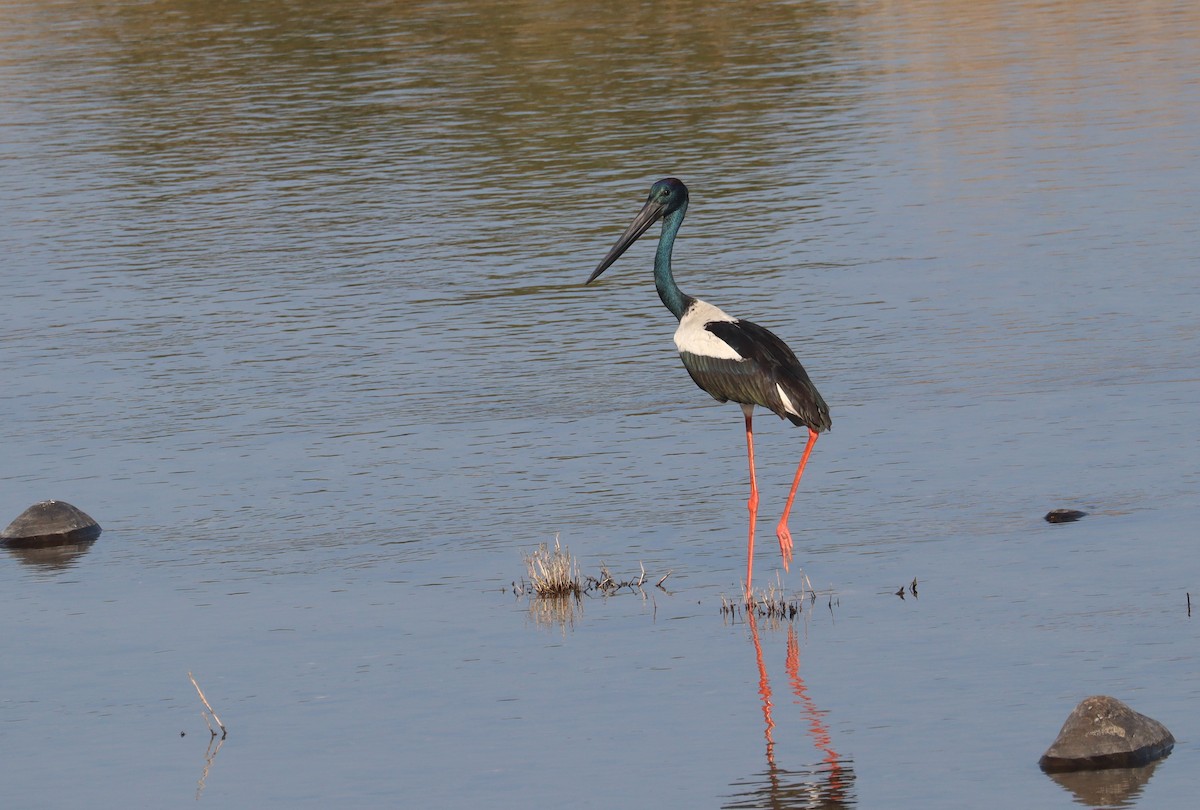 Black-necked Stork - ML240987781
