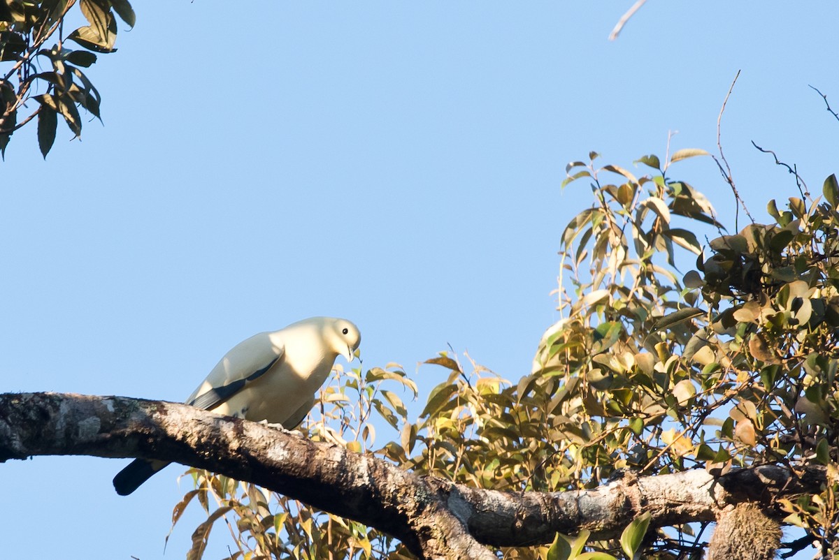 Pied Imperial-Pigeon - ML24099281
