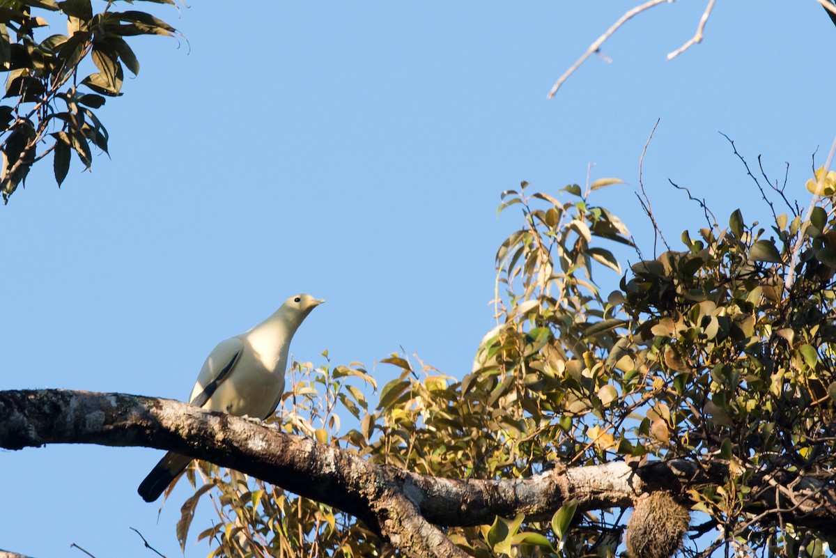 Pied Imperial-Pigeon - ML24099301