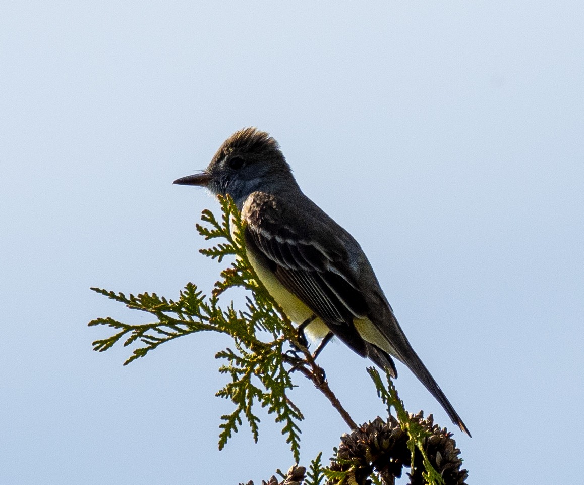 Great Crested Flycatcher - ML240996011