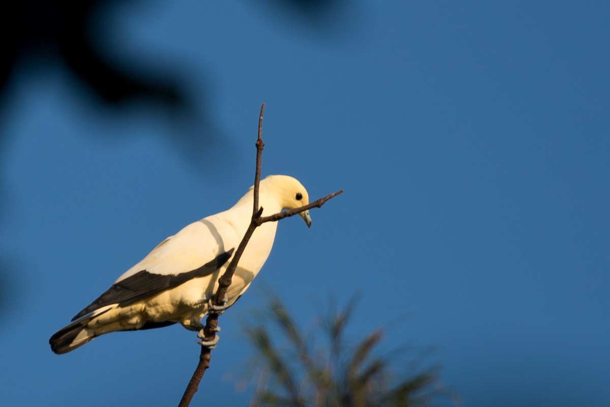Pied Imperial-Pigeon - ML24099801