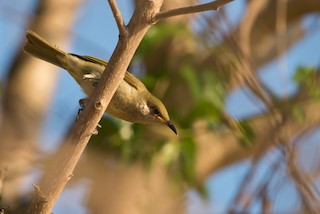  - Olive Honeyeater