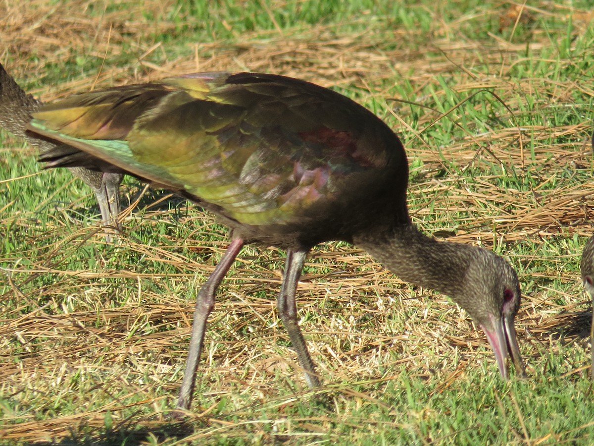 ibis americký - ML24099991