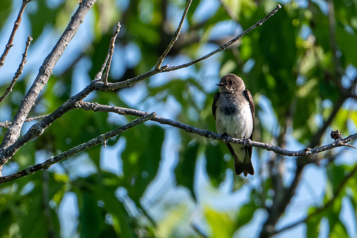 Northern Rough-winged Swallow - ML241001751