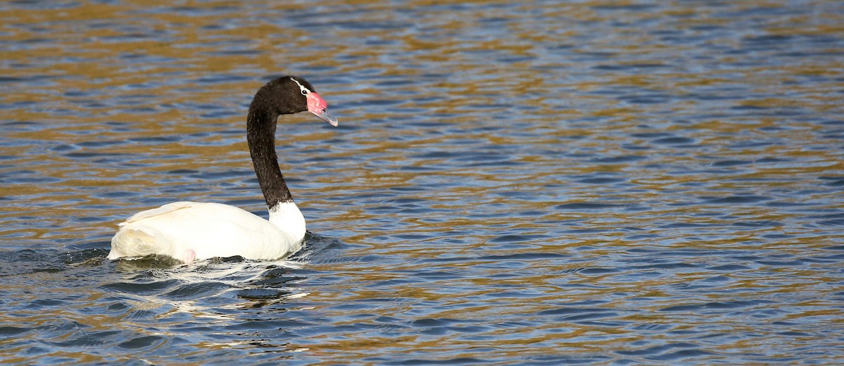 Black-necked Swan - ML241005051