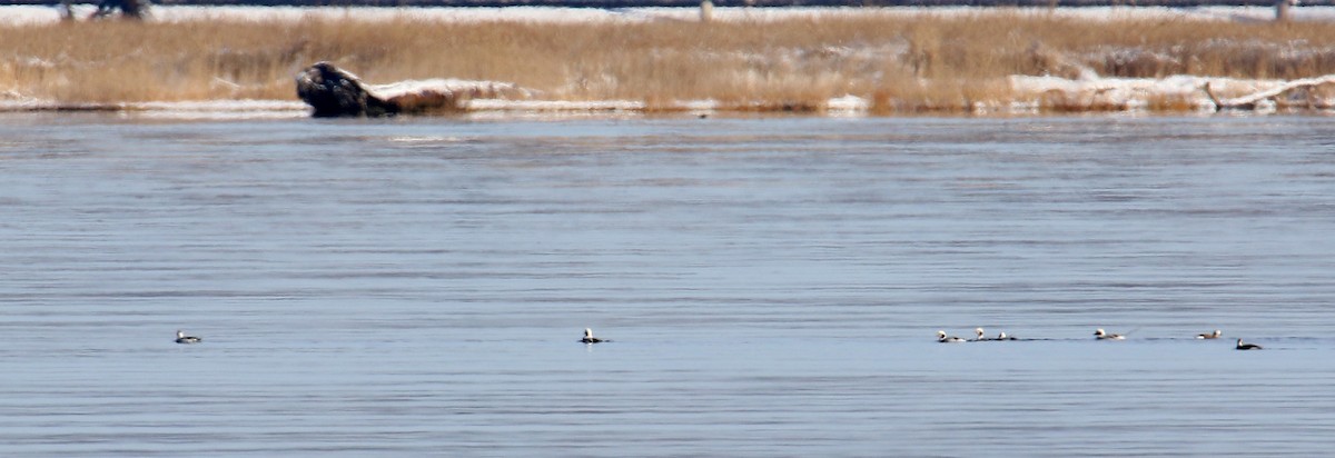 Long-tailed Duck - ML24100611
