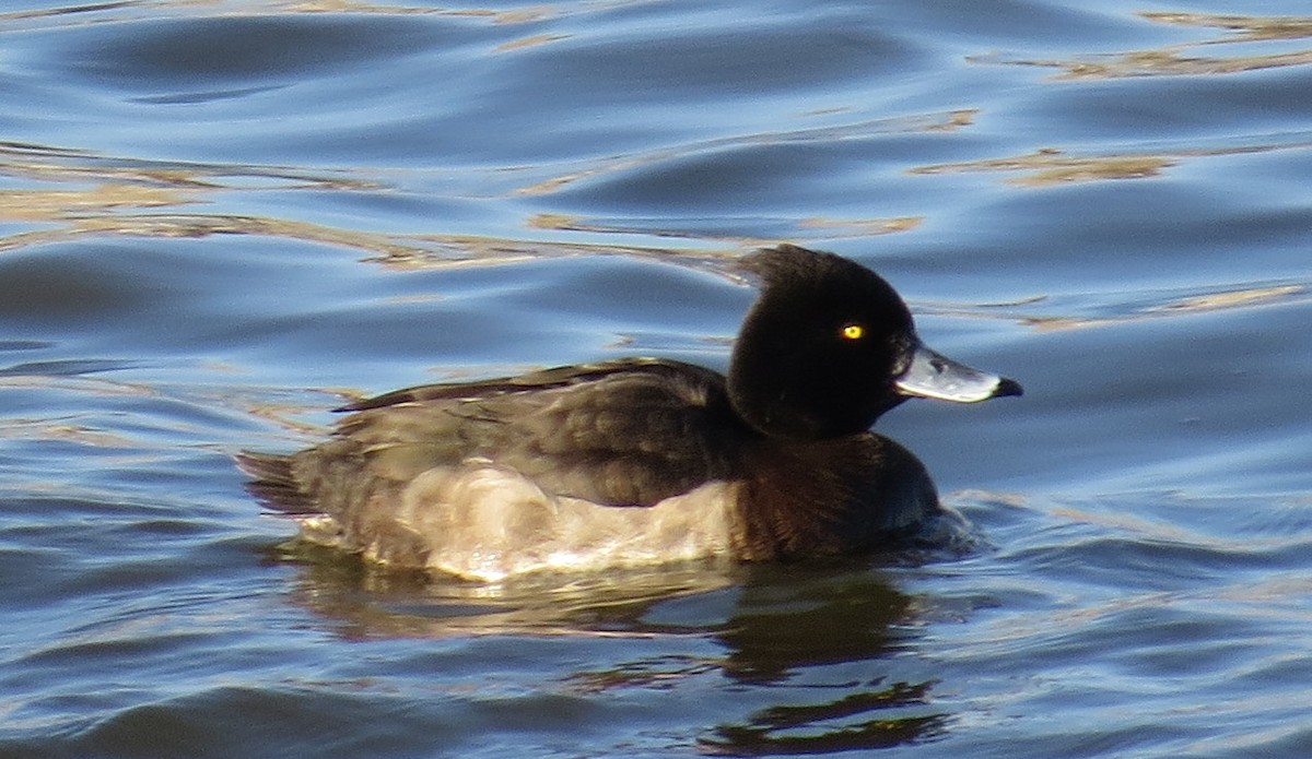 Tufted Duck - Thomas Wurster