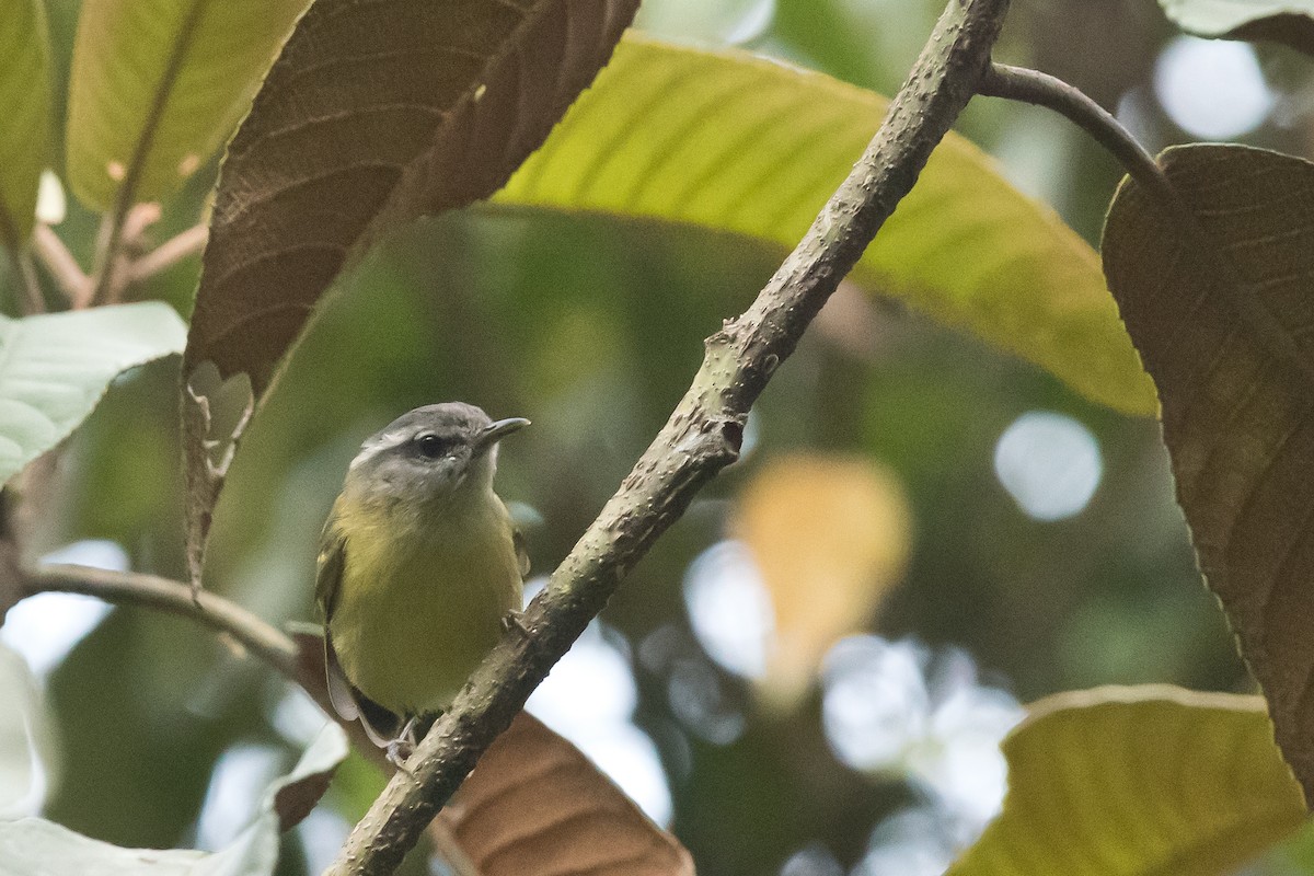 Island Leaf Warbler (Seram) - ML24101071