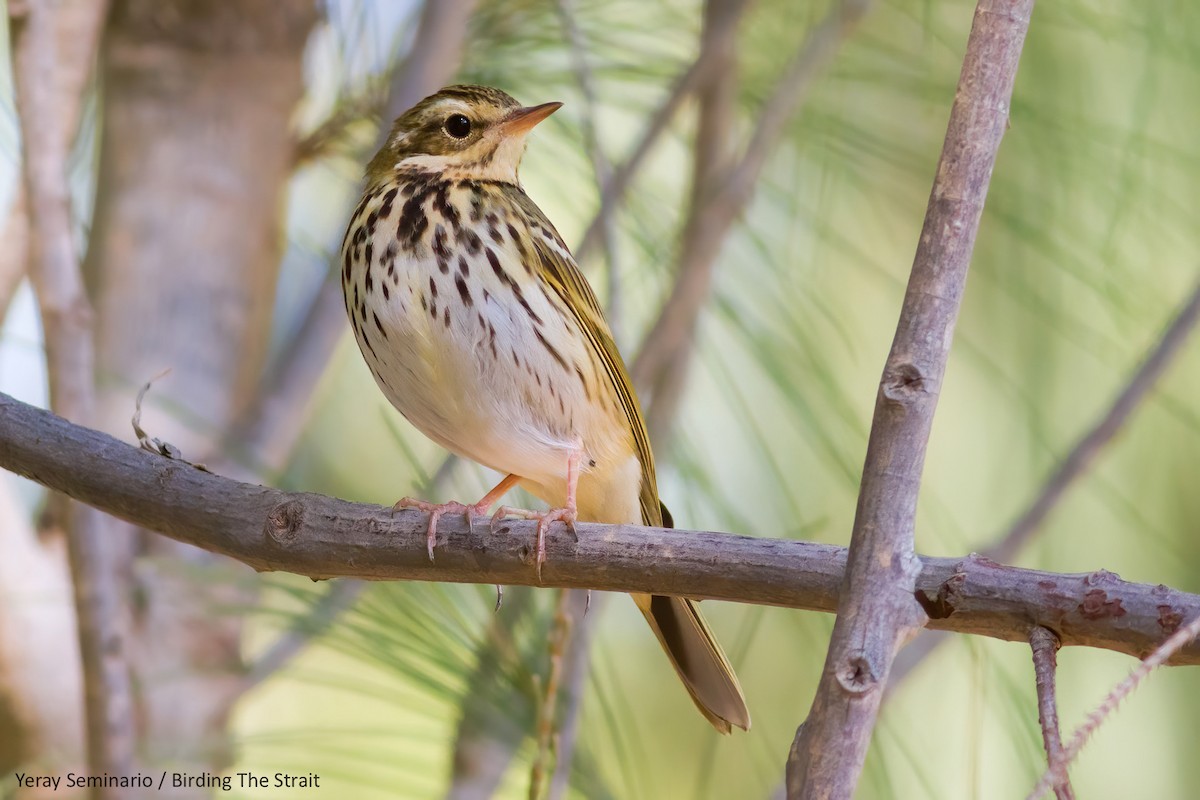 Olive-backed Pipit - ML241013991