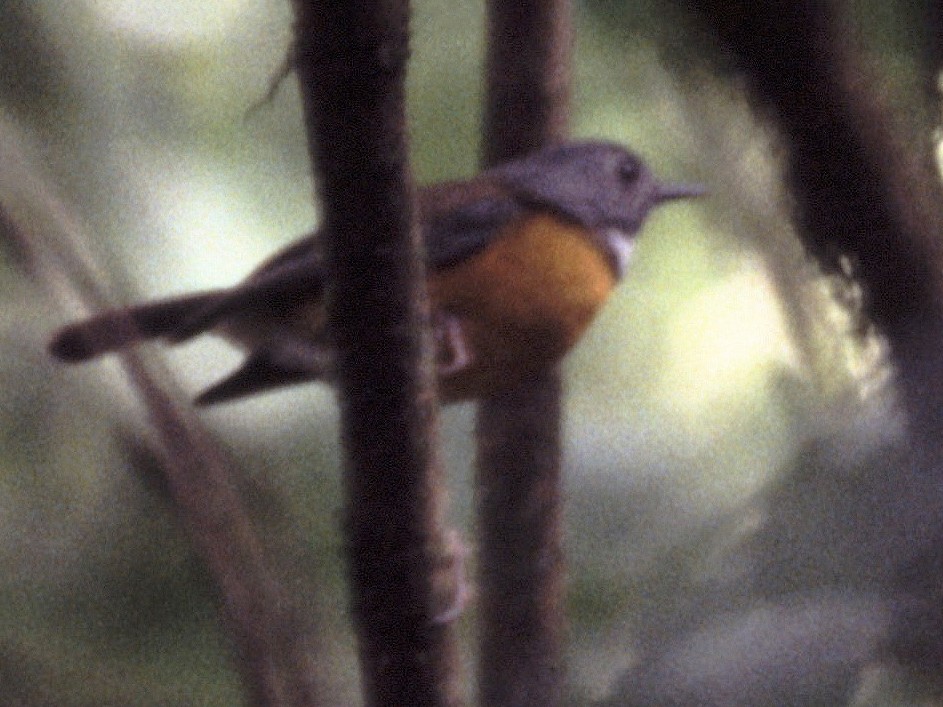 Swynnerton's Robin - Karl Overman