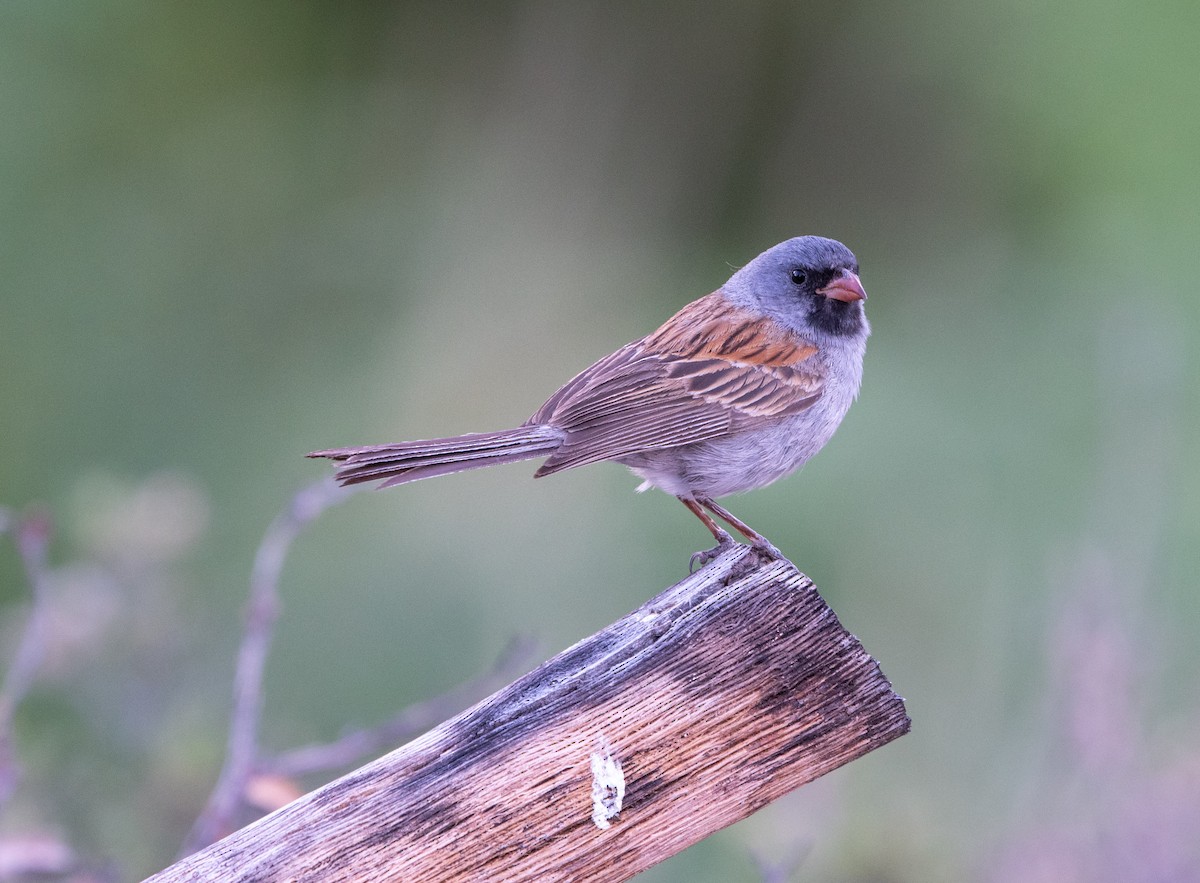 Black-chinned Sparrow - William Higgins