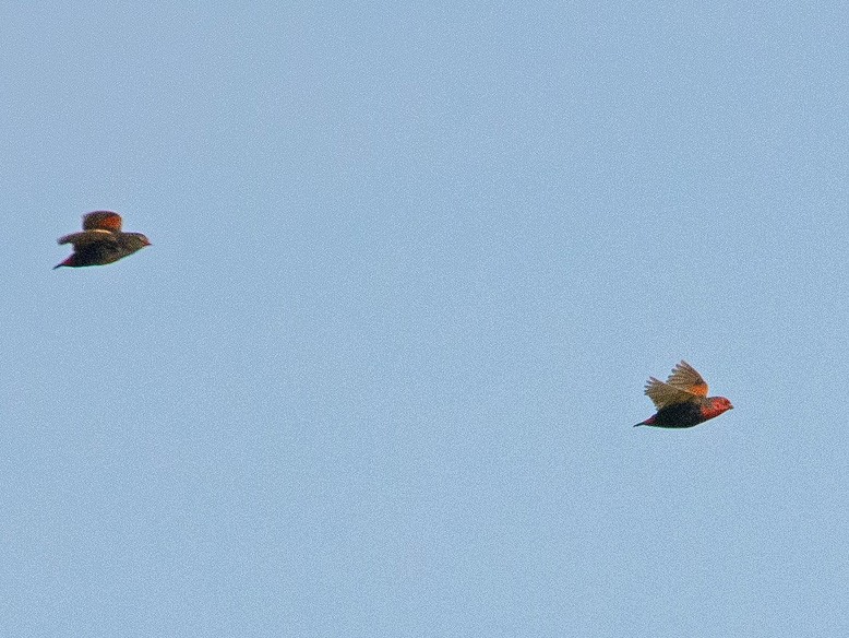 Locustfinch - eBird