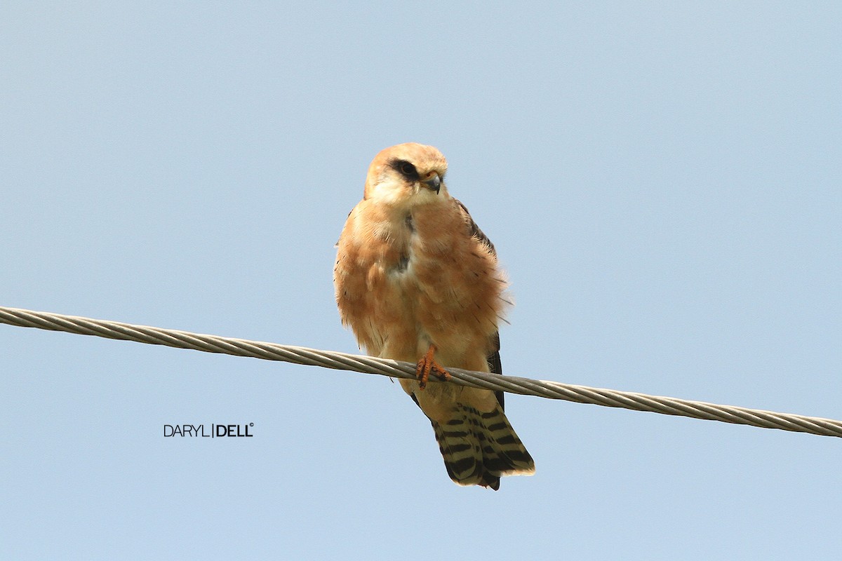 Red-footed Falcon - Daryl Dell