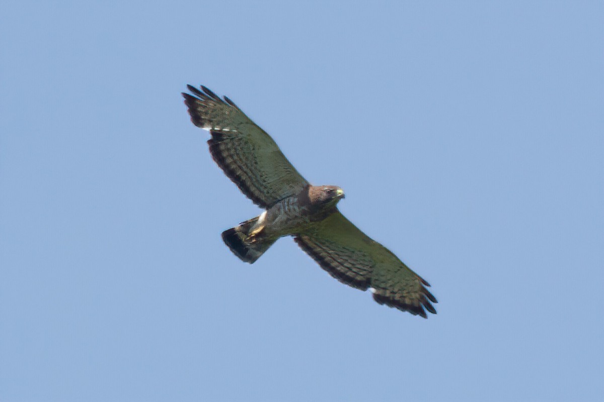 Broad-winged Hawk - ML241022481