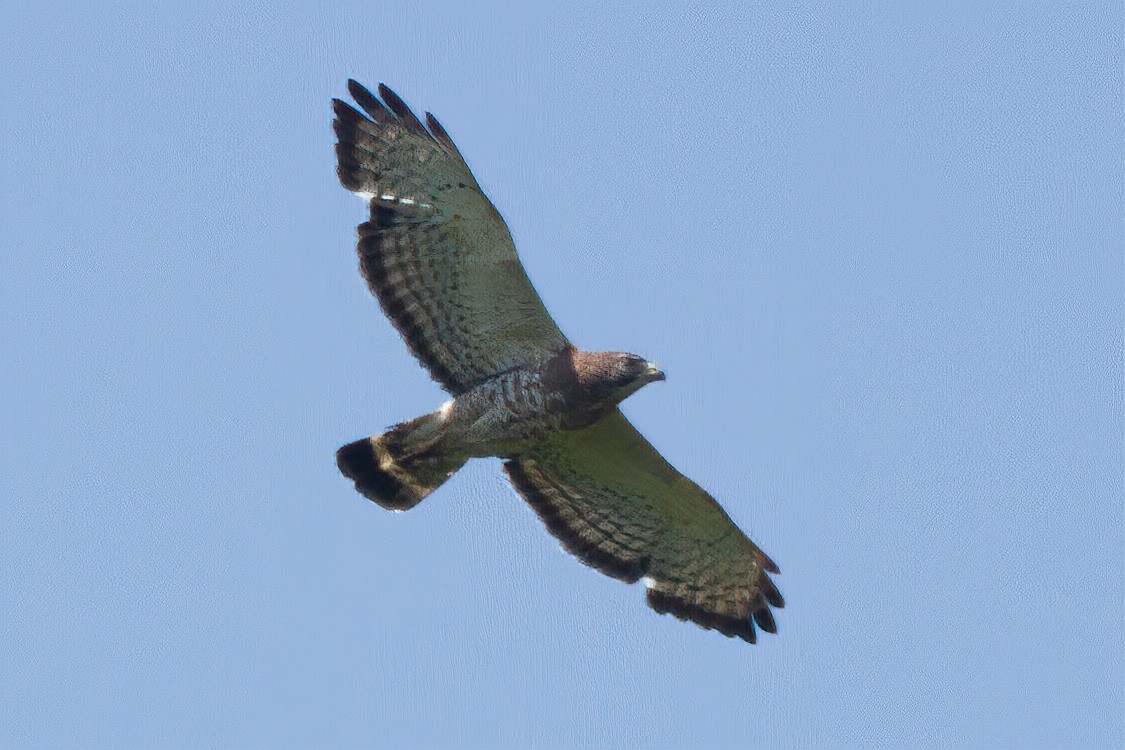 Broad-winged Hawk - ML241022501