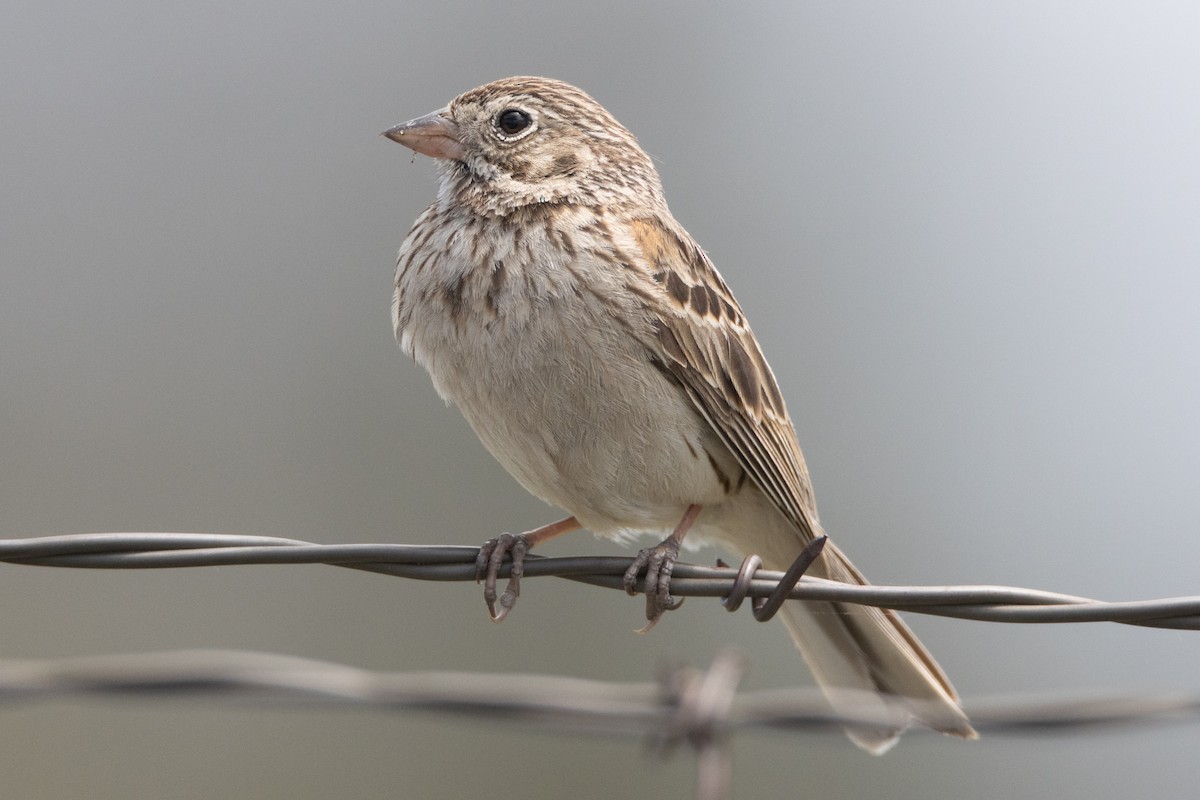 Vesper Sparrow - Brendan Klick
