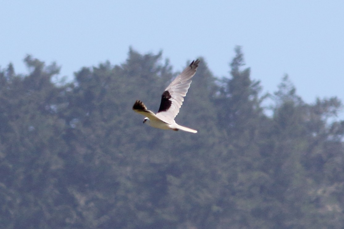 White-tailed Kite - ML241026721