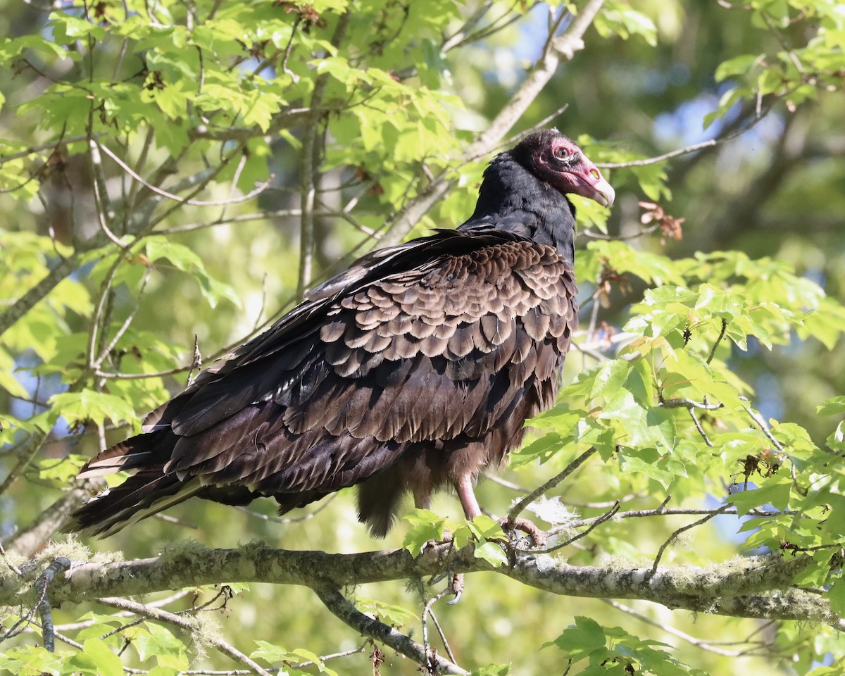 Turkey Vulture - Alan Kneidel