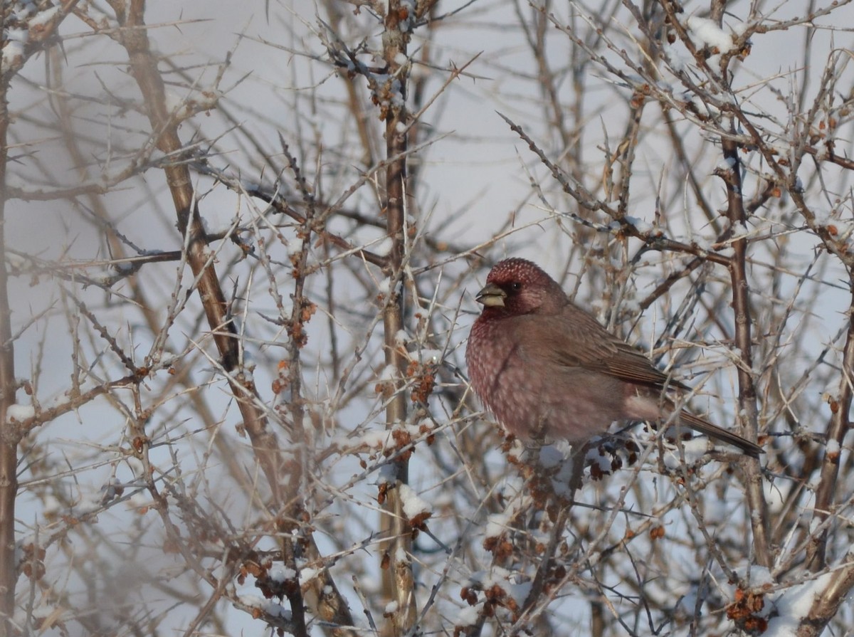 Great Rosefinch (Spotted) - ML24103191