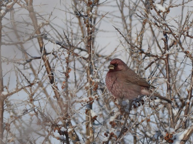 Great Rosefinch (Spotted)