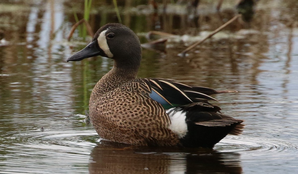 Blue-winged Teal - ML241033111