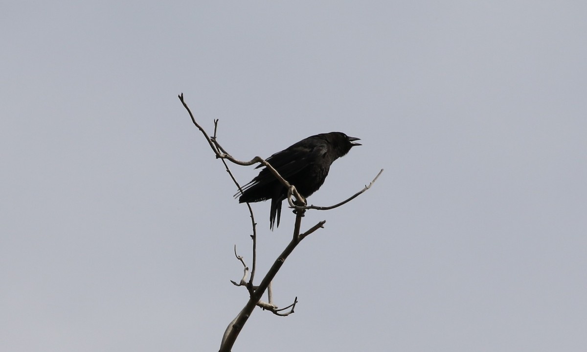 Common Raven - ML241036201