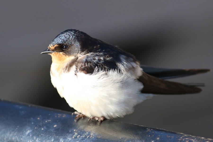Hybride Hirondelle rustique x H. de fenêtre - eBird
