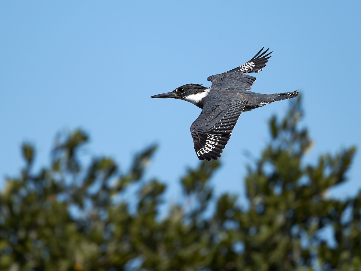 Belted Kingfisher - Chase Moxley
