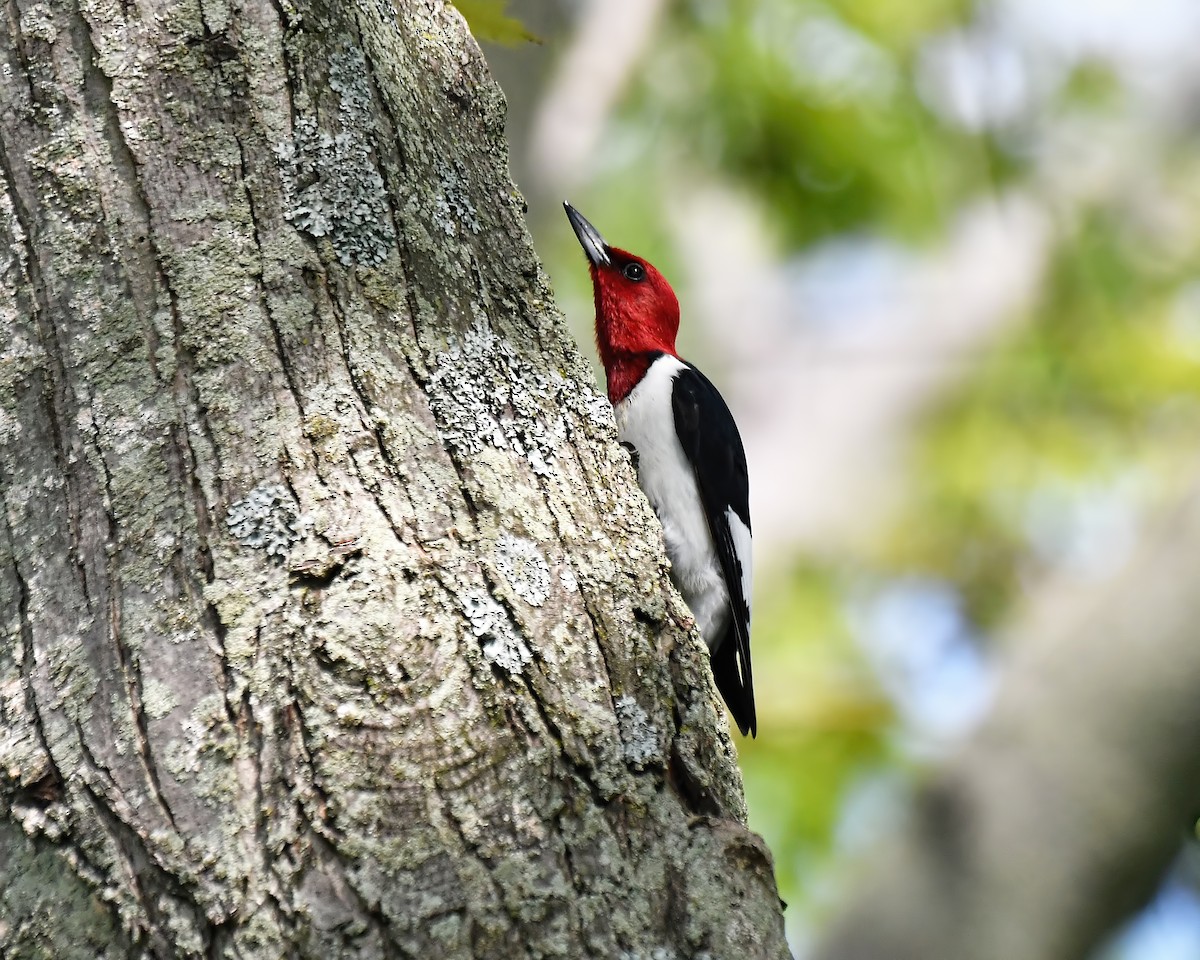 Red-headed Woodpecker - Ed McAskill