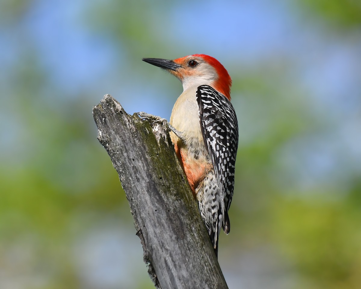 Red-bellied Woodpecker - Ed McAskill