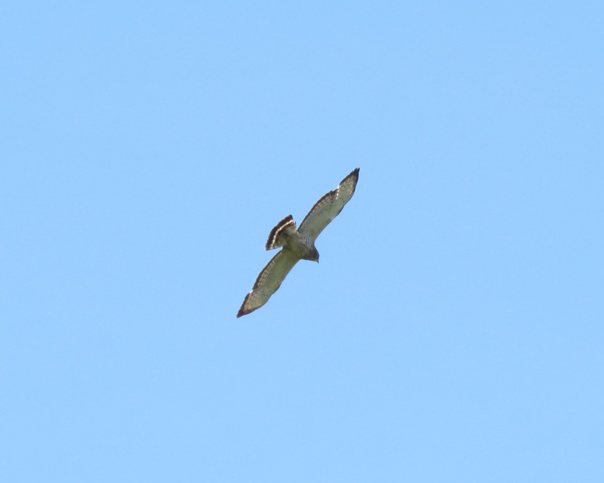 Broad-winged Hawk - ML241041451