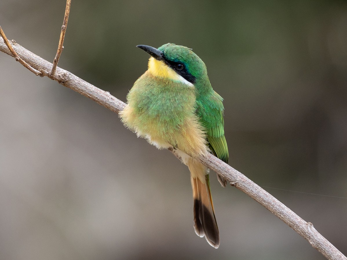 Ethiopian Bee-eater - Forest Botial-Jarvis