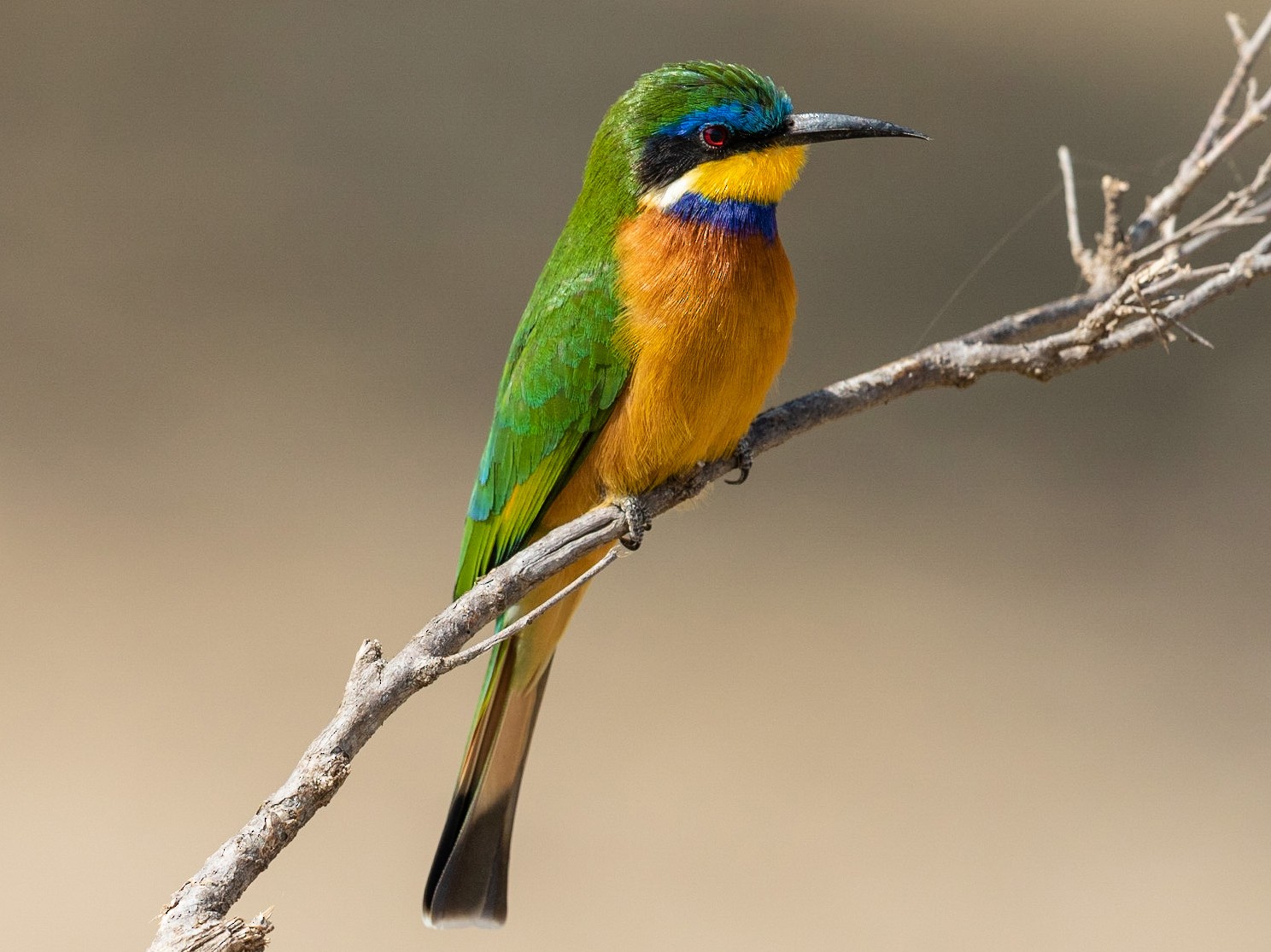 Blue Breasted Bee Eater Ebird 