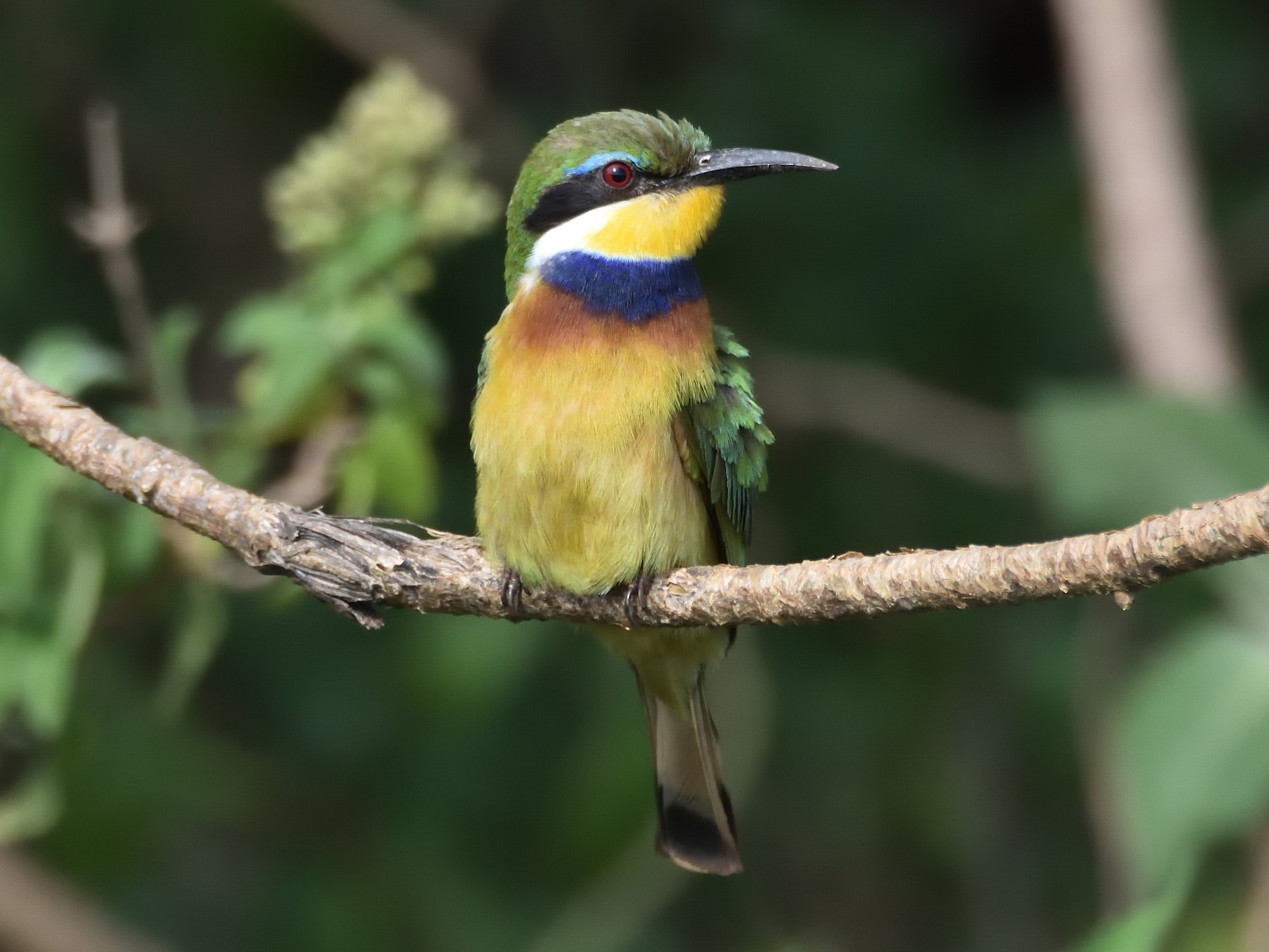 Blue-breasted Bee-eater - Santiago Caballero Carrera