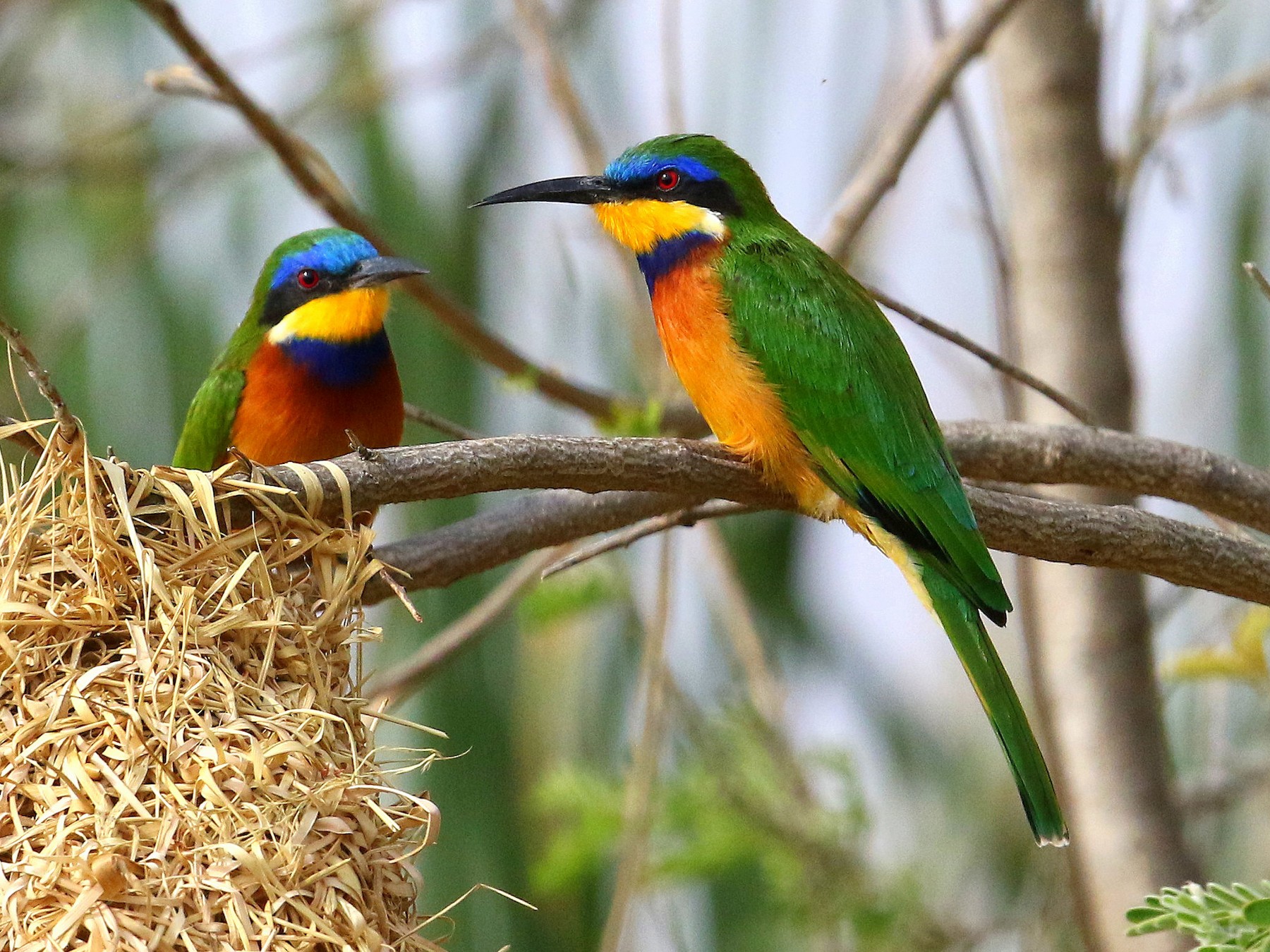 Ethiopian Bee-eater - Fanis Theofanopoulos (ASalafa Deri)