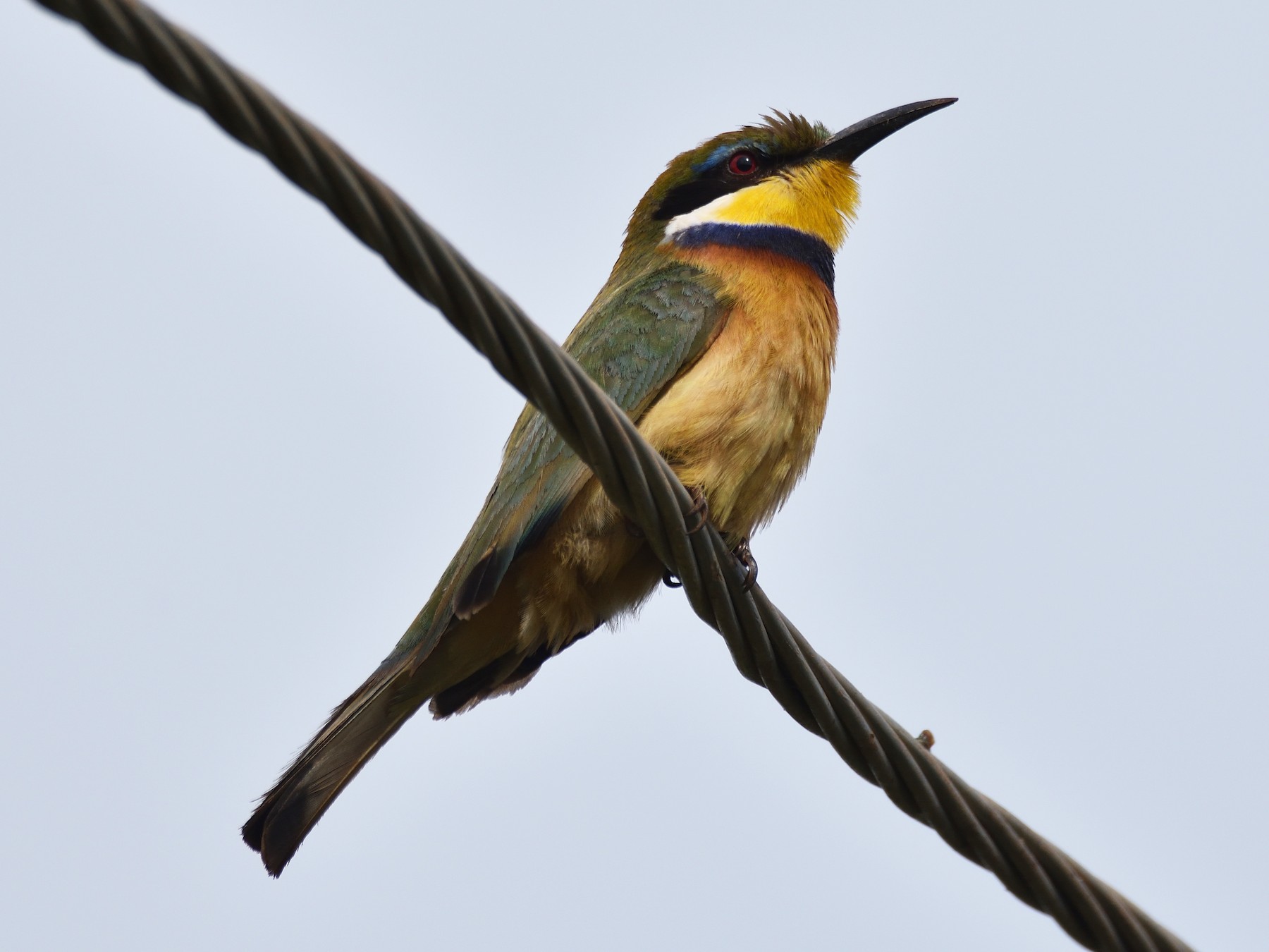 Blue-breasted Bee-eater - Santiago Caballero Carrera