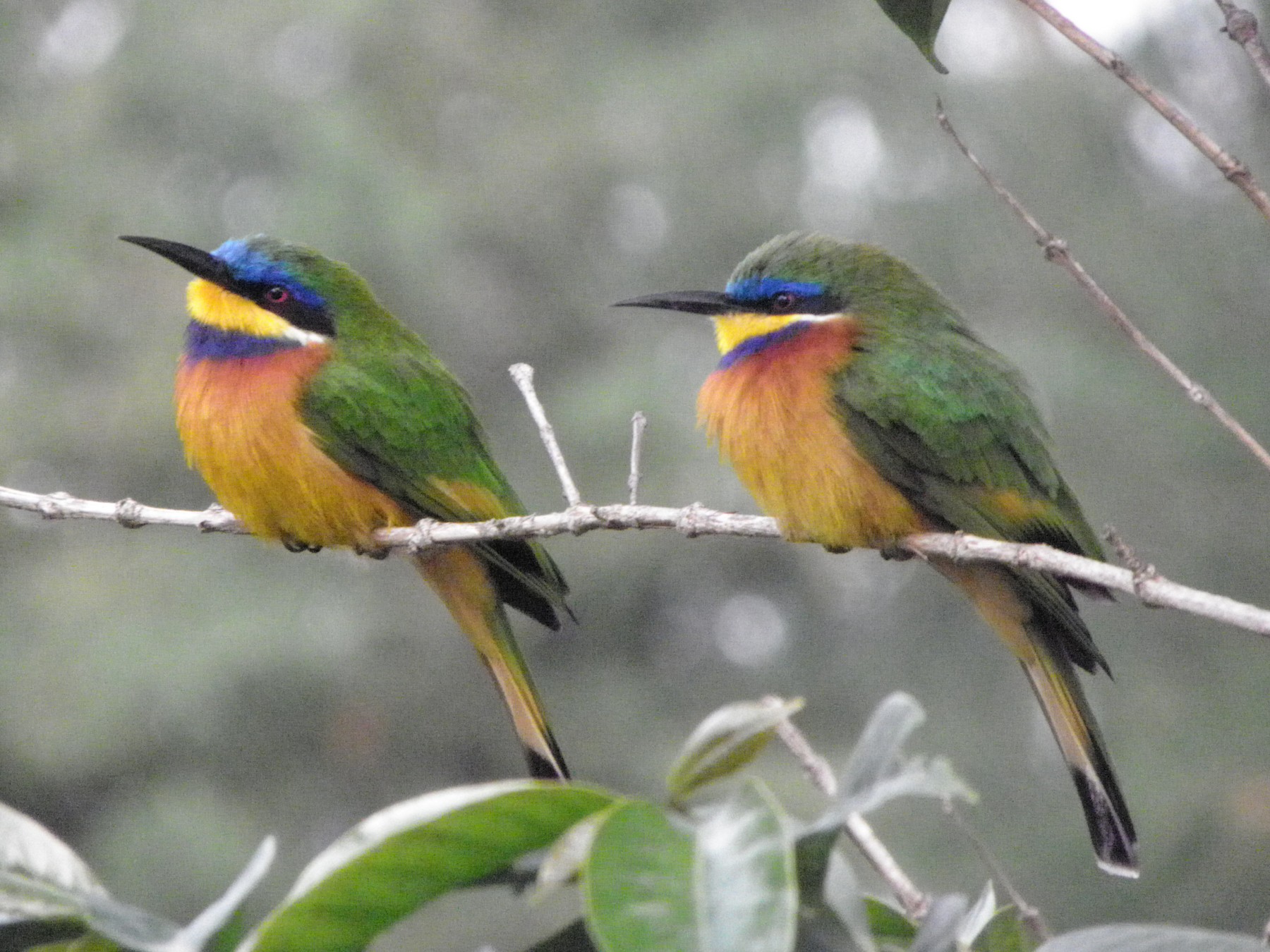 Ethiopian Bee-eater - juan gonzalez valdivieso