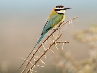  - White-throated Bee-eater