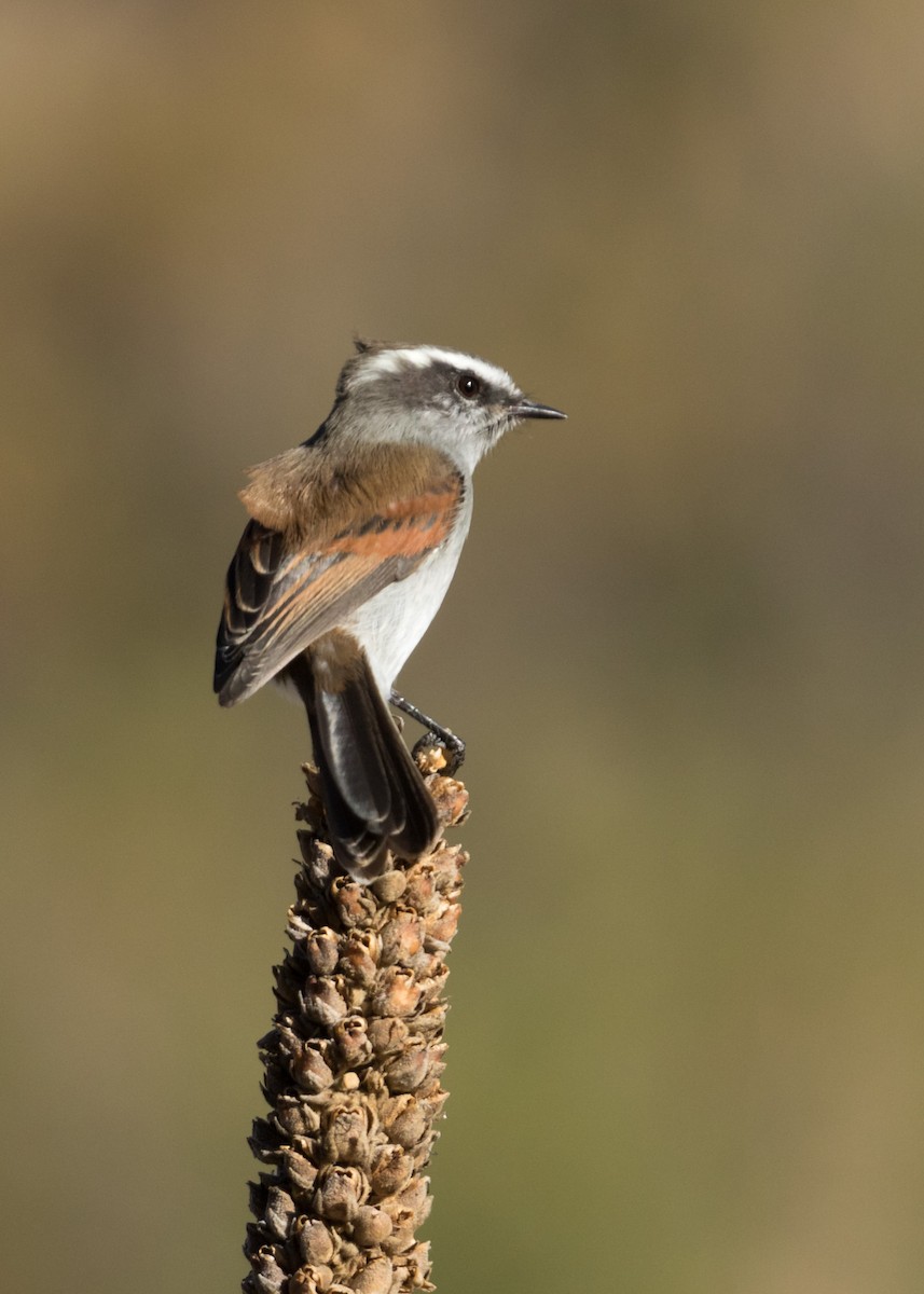 White-browed Chat-Tyrant - ML241047831