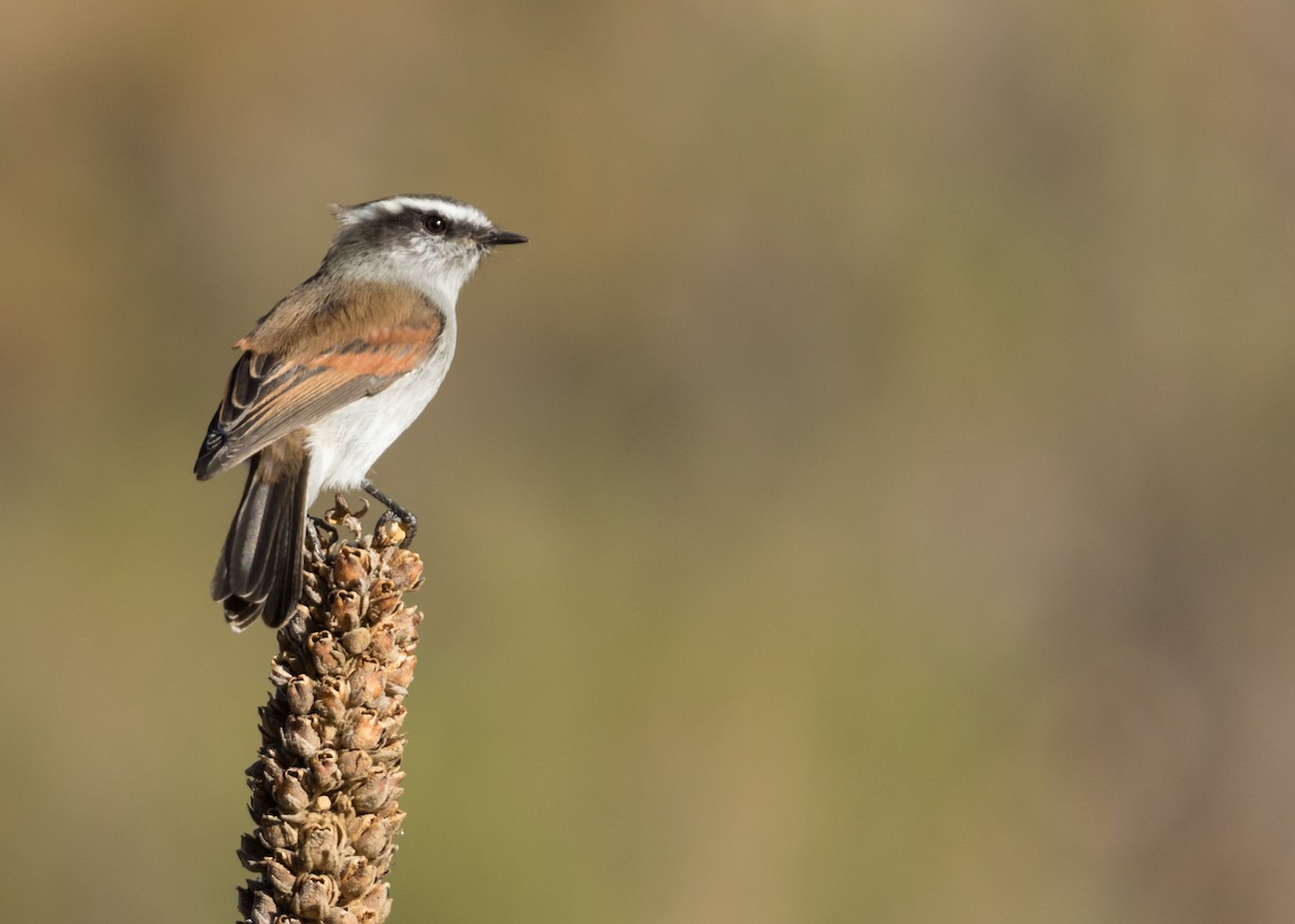 White-browed Chat-Tyrant - ML241047841