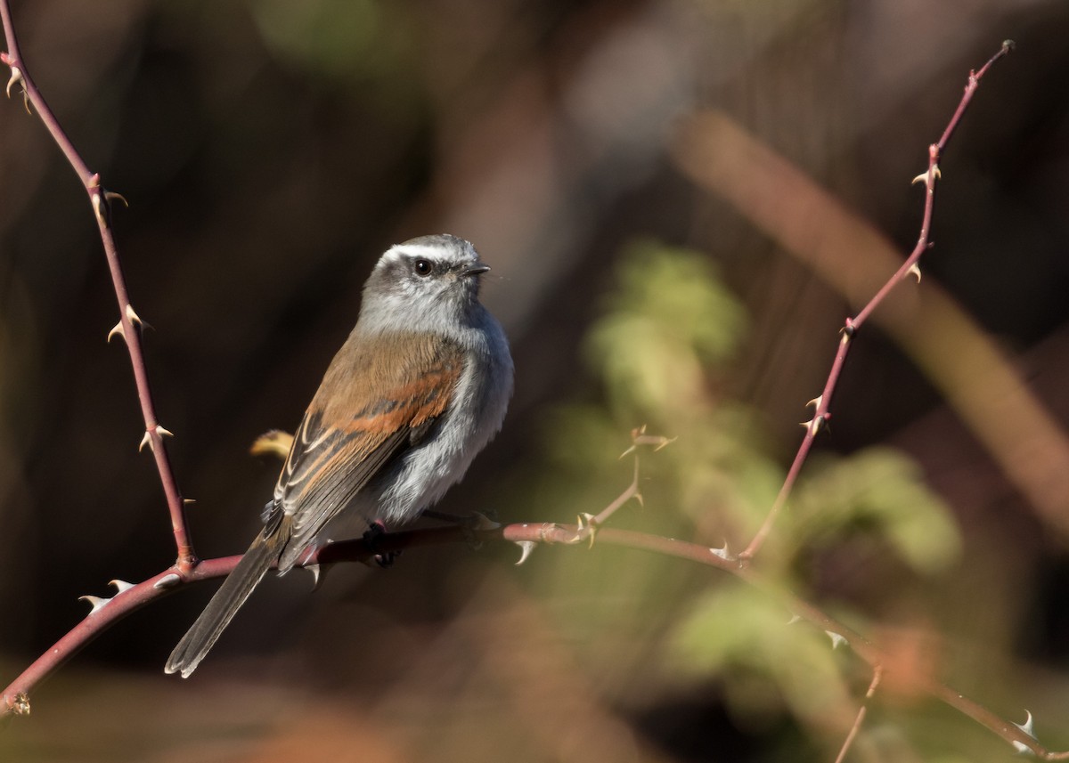 White-browed Chat-Tyrant - Martín  Perez