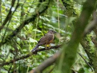 オジロアリクイツグミ - eBird