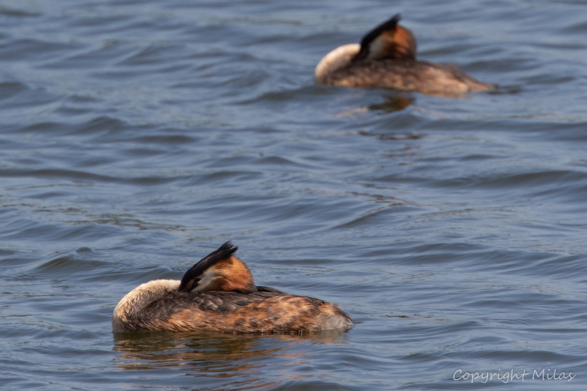 Great Crested Grebe - ML241050951