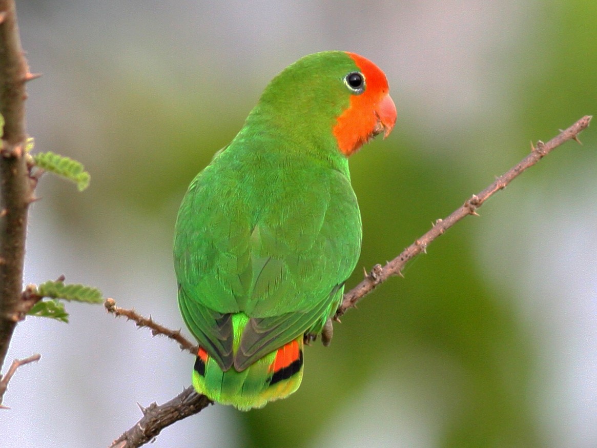 Red-headed Lovebird - Nate Swick