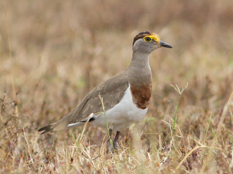 Brown-chested Lapwing - eBird