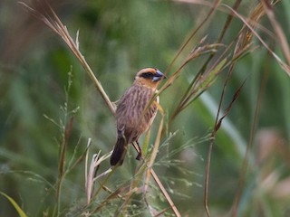 アフリカコウヨウジャク - eBird